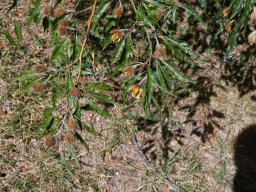 fagus sylvatica aspleniifolia-2